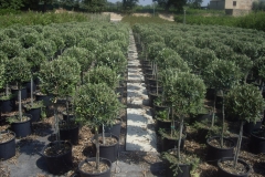 olea europea minifusto a palla 